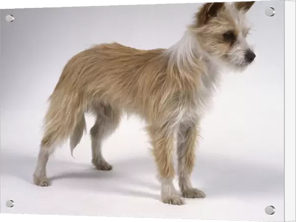 Portuguese Podengo dog, standing, side view