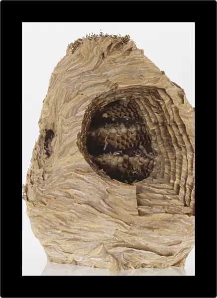 Cross section of Saxon wasp nest