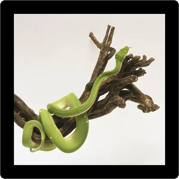 Green Tree Python partially coiled around a large branch. The snake is bright green with a broken line of white markings along the midline of the back. Bulges are visible on the head and the snake has green eyes