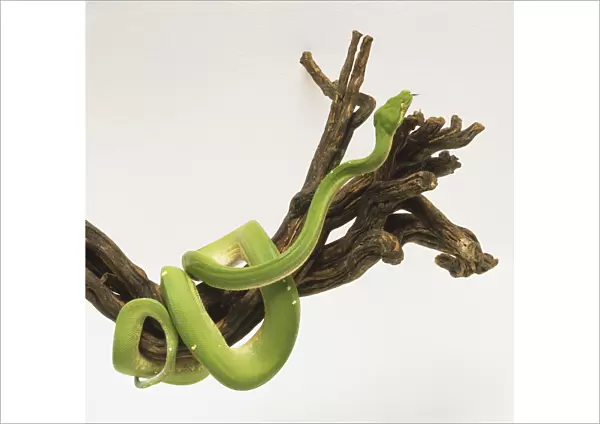Green Tree Python partially coiled around a large branch. The snake is bright green with a broken line of white markings along the midline of the back. Bulges are visible on the head and the snake has green eyes