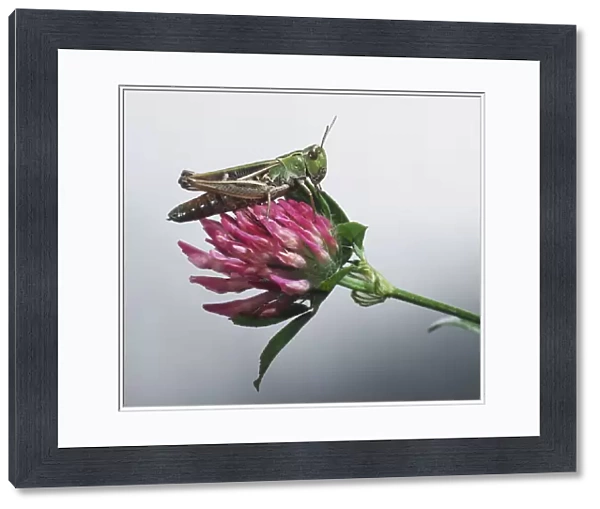 Stripe-winged Grasshopper, Stenobothrus lineatus, perched on red clover flower