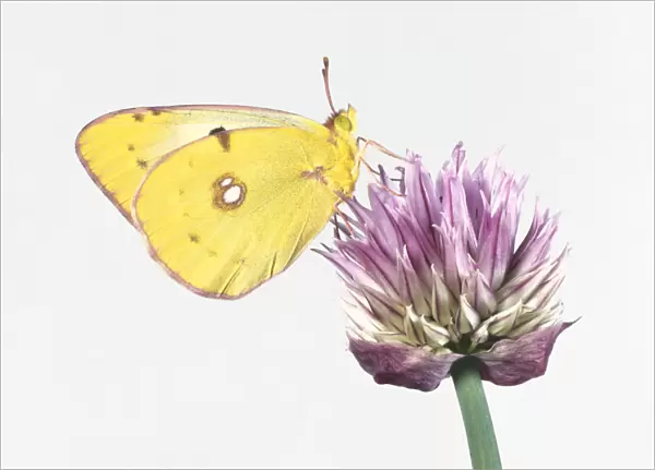 Clouded Yellow (Colias croceus), yellow butterfly perching on a pink flower