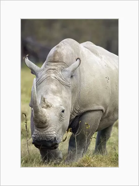 Kenya, Rift Valley, Lake Nakuru National Park, White rhinoceros (Ceratotherium simum), front view