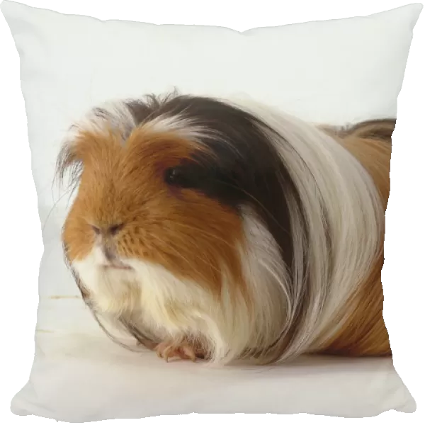 Long Haired Light Brown Guinea Pig, With Black And White Markings Around Face