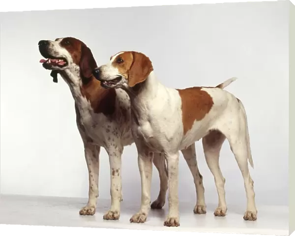 Two American Foxhounds standing side by side