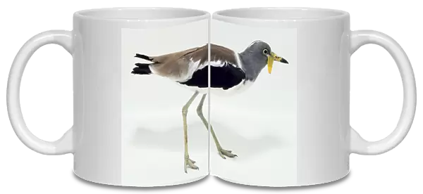 Side view of a White-Headed Lapwing with head in profile, showing the yellow facial wattle, long, pointed bill, brown, black, grey and white plumage and long legs