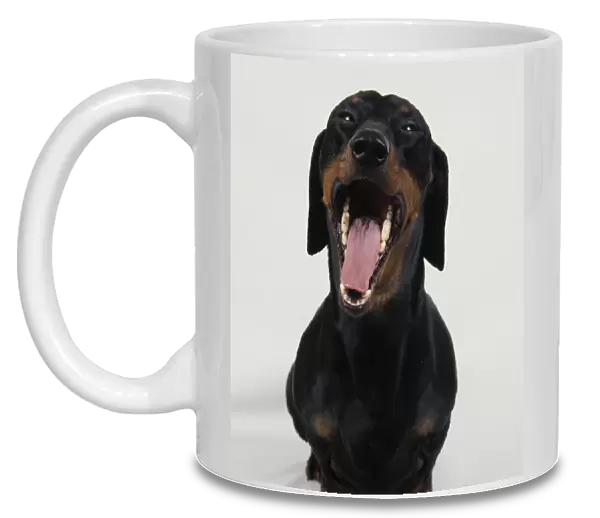 Black and tan Smooth-haired Dachshund dog yawning
