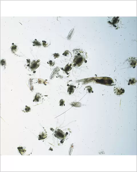 A sample of zooplankton