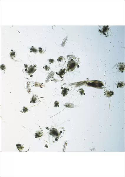 A sample of zooplankton