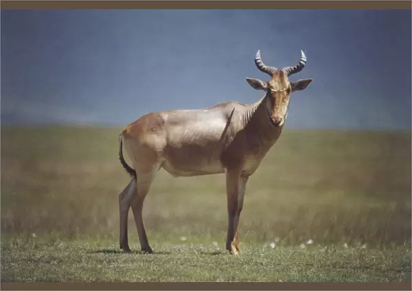 Topi, Damaliscus lunatus, standing, reddish brown body, lyrical shaped ringed horns, tail curling under body, side view, animal looking directly at camera, open grassland and blue horizon in background