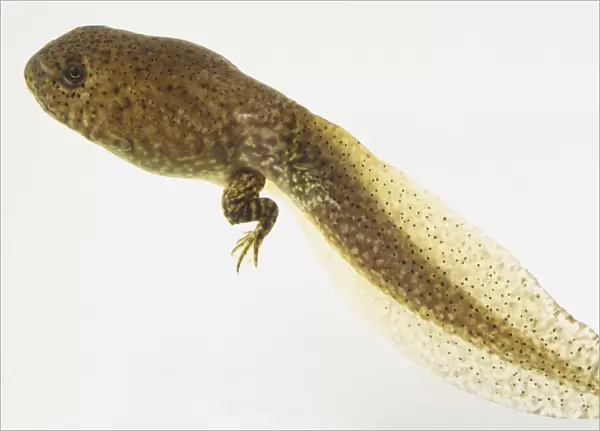American Bullfrog tadpole (Lithobates catesbeianus)
