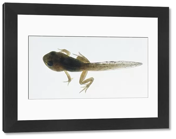 Tadpole swimming, rear frog-like legs bending, long thick tail behind, toed feet, above view