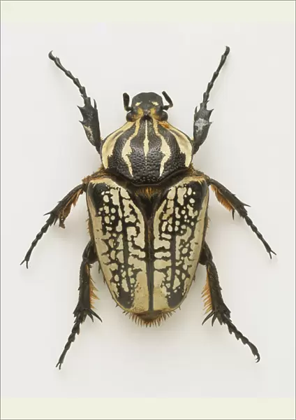 Above view, female Goliath Beetle, or Goliathus meleagris with its striped carapace