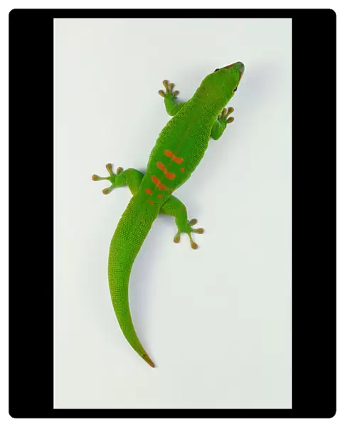 Madagascan Giant Day Gecko (Gekkonidae), bright green with red markings, view from above