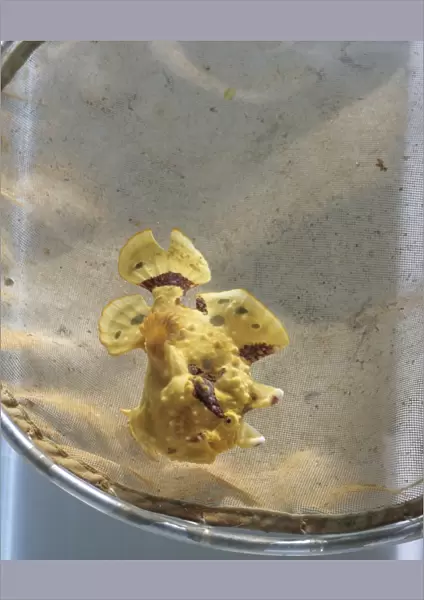 Warty frogfish (Antennarius maculatus), a type of anglerfish, in a net