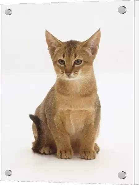 Seated Abyssinian kitten, front view, facing forward