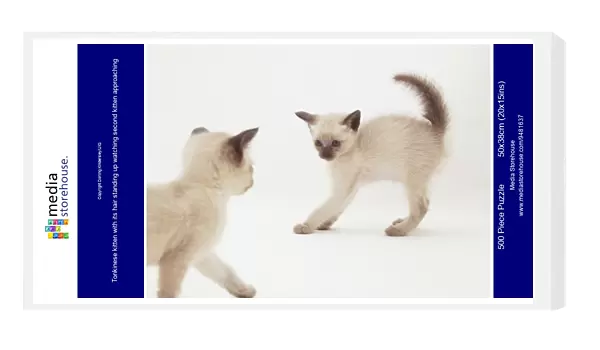 Tonkinese kitten with its hair standing up watching second kitten approaching