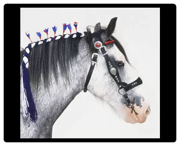 Head of Clydesdale Horse (Equus caballus), decorated