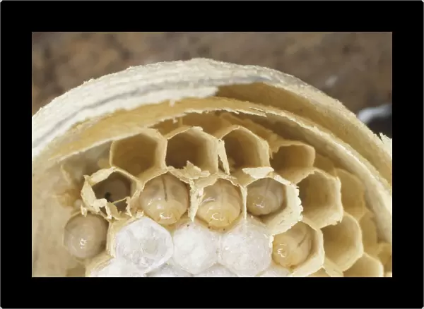 Common Wasp larvae covering cells with silk caps
