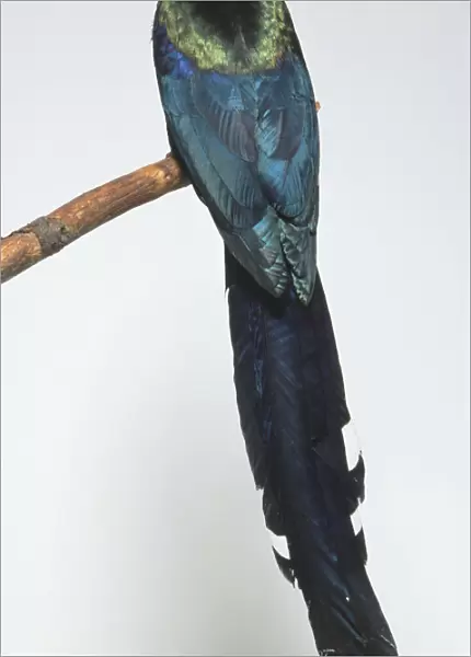 Rear view of a Green Wood-Hoopoe, Phoeniculus purpureus, perching on a branch, with head in profile showing the long, slender, slightly curved orange bill, glossy plumage, white bars on outer tail feathers, and long, tapering tail
