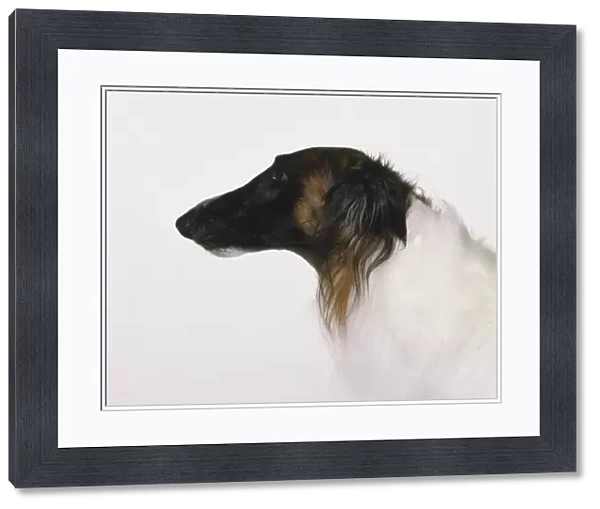 Head of Borzoi dog (Canis familiaris), side view