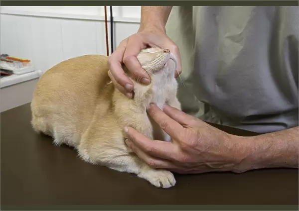 Vet holding head of Cream Burmese cat up as he examines glands in neck