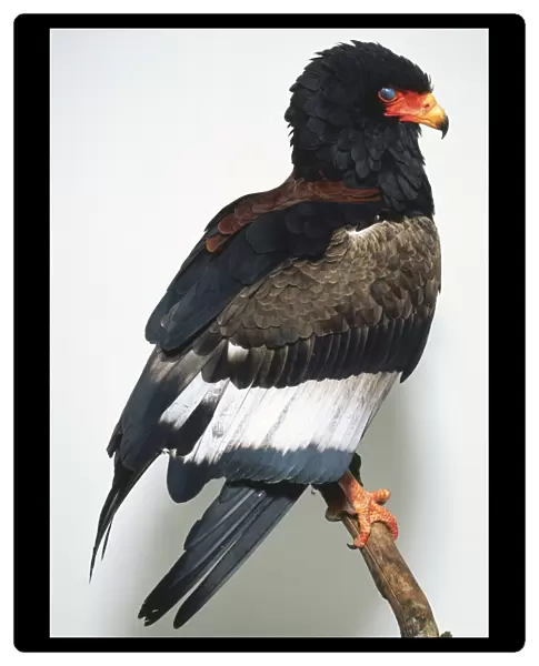 Profile of Bateleur Eagle with a black head and brown, white and grey feathers perched on a branch