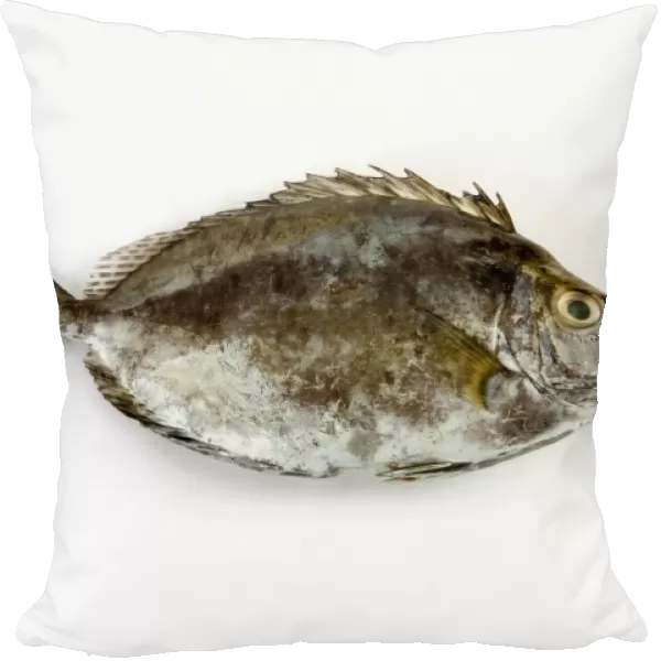 Rabbitfish (Siganus)