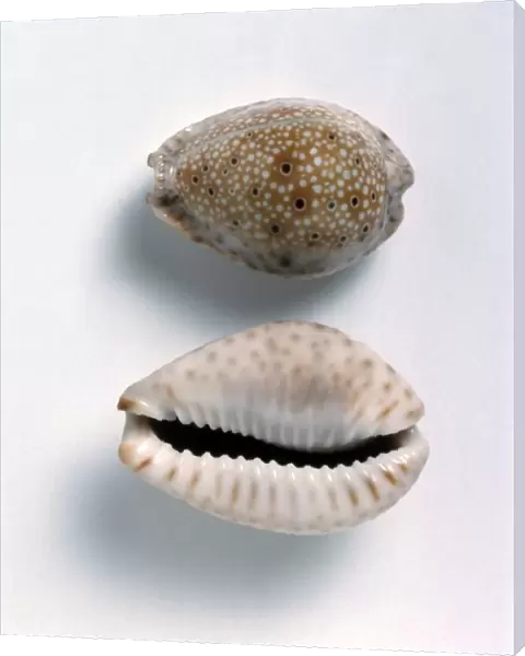 Ocellate cowrie shells (Cypraea ocellata)