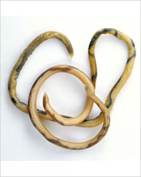 Parasitic Roundworm, curled around, above view