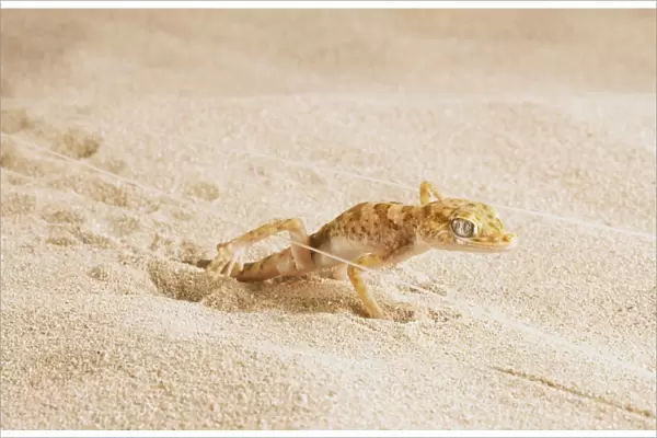 Gecko in the sand