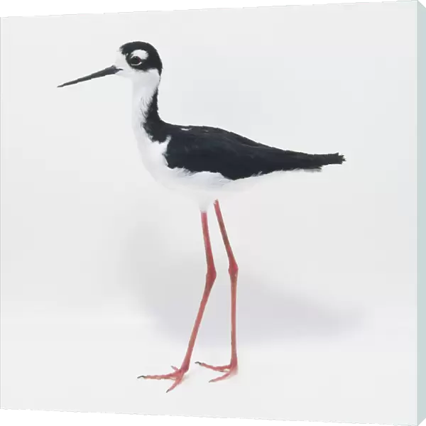 A Black-necked Stilt (Himantopus Mexicanus), side view