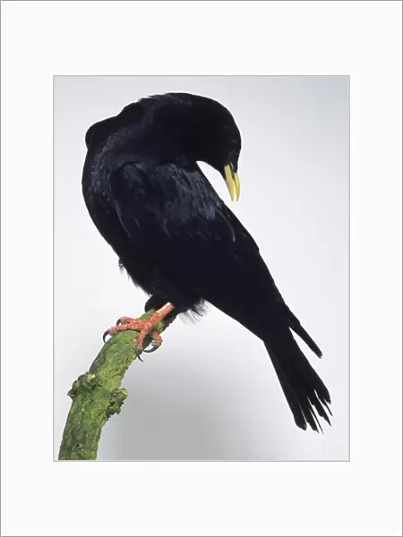 Side view of an Alpine Chough, perched on a branch, with its head turned and pointing downwards towards its back