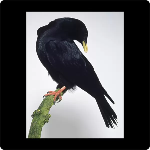 Side view of an Alpine Chough, perched on a branch, with its head turned and pointing downwards towards its back