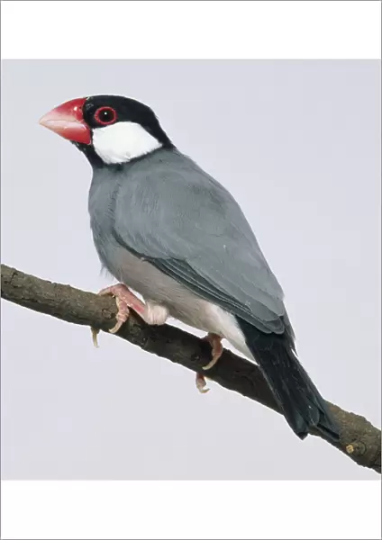 Side view of a captive Java Sparrow perched on a thin branch