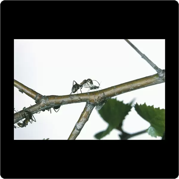 Wood ant (Formica rufa) attacking another insect on tree branch
