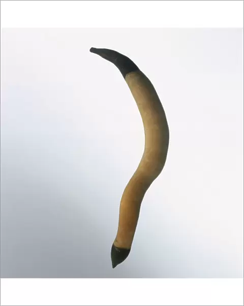 Peanut worm