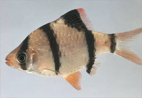 Side view of tiger barb (Barbus tetrazona)