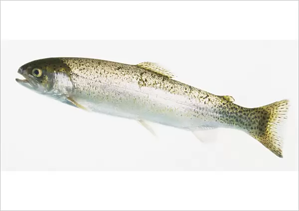 Side view of two-year-old Rainbow Trout, Oncorhynchus mykiss