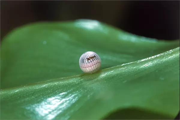 Caterpillar of Owl butterfly (Caligo beltrao) beginning to hatch from egg