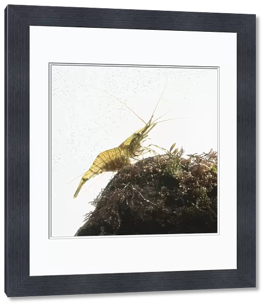 Common prawn (Palaemon serratus) on a rock in a glass tank