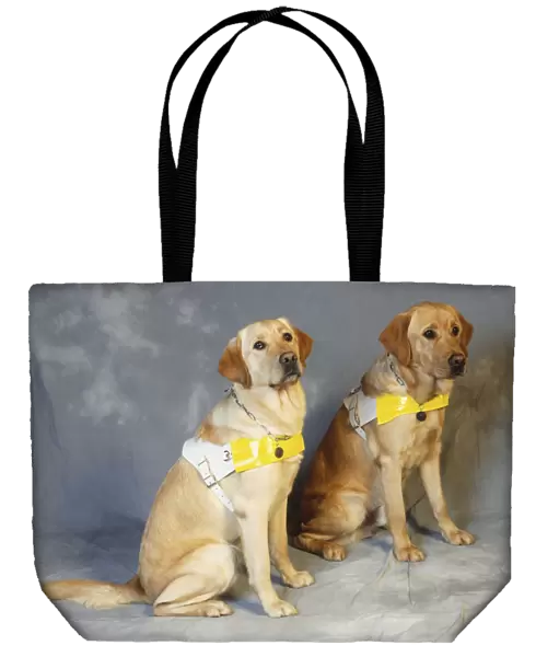 Two sitting Golden Retriever guide dogs