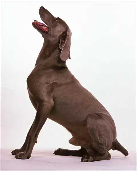 Side view of a seated brown Weimaraner dog, barking