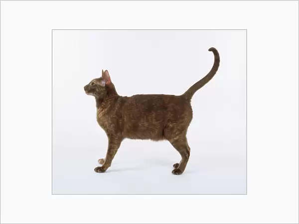 Cinnamon Tortie Oriental shorthaired cat with long, elegant legs, standing with tail raised