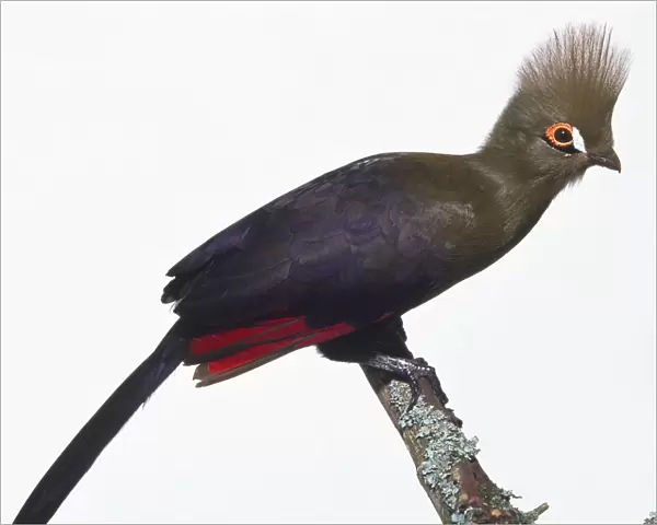 Side view of a Fischers Turaco leaning forwards while perching on a branch, showing its bright rust-red, dense crest of feathers, two eye stripes, small bill, green plumage, and tail feathers. Pure pigments in the plumage are unique to Turaco s