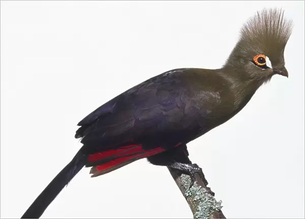 Side view of a Fischers Turaco leaning forwards while perching on a branch, showing its bright rust-red, dense crest of feathers, two eye stripes, small bill, green plumage, and tail feathers. Pure pigments in the plumage are unique to Turaco s