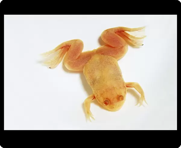 A young, albino African clawed frog (Xenopus laevis), view from above