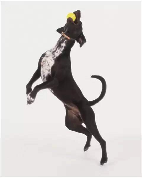 Black and white dog jumping up and catching ball in mouth