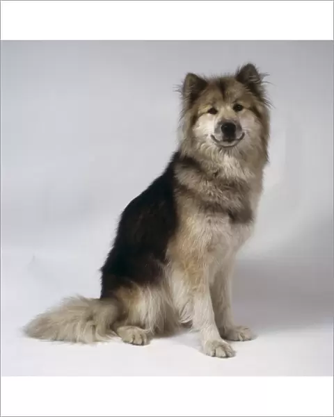 A Greenland dog with thick gray fur sits on its haunches while restrained by a red leash