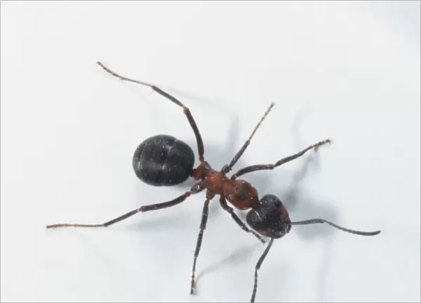 Wood Ant (Formica rufa), view from above